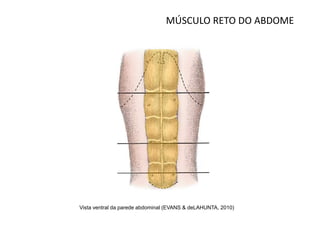 MÚSCULO RETO DO ABDOME




Vista ventral da parede abdominal (EVANS & deLAHUNTA, 2010)
 