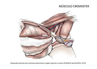MÚSCULO CREMASTER




Dissecção profunda dos músculos abdominais e região inguinal no macho (EVANS & deLAHUNTA, 2010)
 