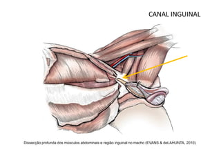 CANAL INGUINAL




Dissecção profunda dos músculos abdominais e região inguinal no macho (EVANS & deLAHUNTA, 2010)
 