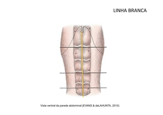 LINHA BRANCA




Vista ventral da parede abdominal (EVANS & deLAHUNTA, 2010)
 