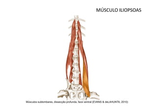 MÚSCULO ILIOPSOAS




Músculos sublombares, dissecção profunda, face ventral (EVANS & deLAHUNTA, 2010)
 