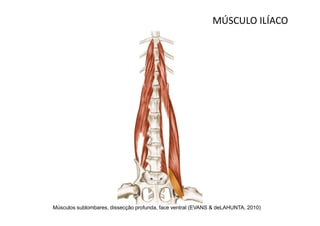 MÚSCULO ILÍACO




Músculos sublombares, dissecção profunda, face ventral (EVANS & deLAHUNTA, 2010)
 