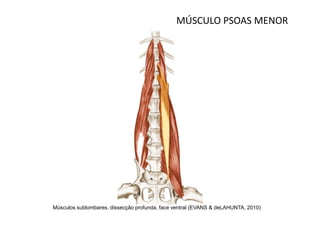 MÚSCULO PSOAS MENOR




Músculos sublombares, dissecção profunda, face ventral (EVANS & deLAHUNTA, 2010)
 