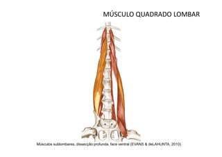 MÚSCULO QUADRADO LOMBAR




Músculos sublombares, dissecção profunda, face ventral (EVANS & deLAHUNTA, 2010)
 