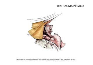 DIAFRAGMA PÉLVICO




Músculos do períneo da fêmea, face lateral esquerda (EVANS & deLAHUNTA, 2010)
 