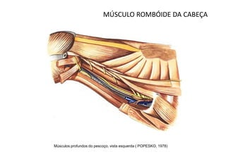 MÚSCULO ROMBÓIDE DA CABEÇA




Músculos profundos do pescoço, vista esquerda ( POPESKO, 1978)
 
