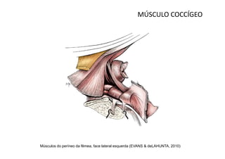 MÚSCULO COCCÍGEO




Músculos do períneo da fêmea, face lateral esquerda (EVANS & deLAHUNTA, 2010)
 