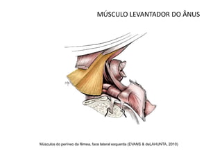 MÚSCULO LEVANTADOR DO ÂNUS




Músculos do períneo da fêmea, face lateral esquerda (EVANS & deLAHUNTA, 2010)
 