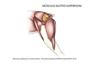 MÚSCULO GLÚTEO SUPERFICIAL




Músculos superficiais do membro pélvico, vista lateral esquerda (EVANS & deLAHUNTA, 2010)
 