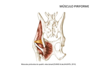 MÚSCULO PIRIFORME




Músculos profundos do quadril, vista dorsal (EVANS & deLAHUNTA, 2010)
 