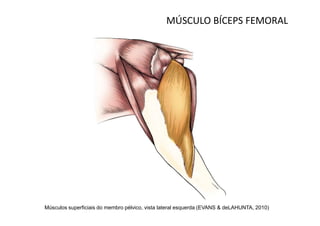 MÚSCULO BÍCEPS FEMORAL




Músculos superficiais do membro pélvico, vista lateral esquerda (EVANS & deLAHUNTA, 2010)
 