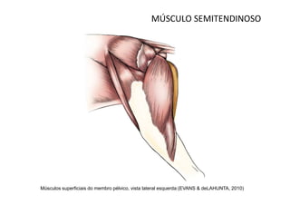 MÚSCULO SEMITENDINOSO




Músculos superficiais do membro pélvico, vista lateral esquerda (EVANS & deLAHUNTA, 2010)
 