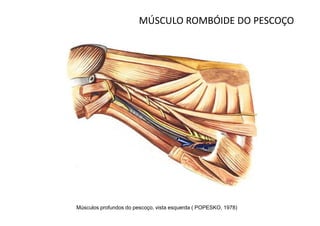 MÚSCULO ROMBÓIDE DO PESCOÇO




Músculos profundos do pescoço, vista esquerda ( POPESKO, 1978)
 