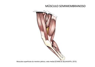 MÚSCULO SEMIMEMBRANOSO




Músculos superficiais do membro pélvico, vista medial (EVANS & deLAHUNTA, 2010)
 