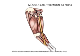 MÚSCULO ABDUTOR CAUDAL DA PERNA




Músculos profundo do membro pélvico, vista lateral esquerda (EVANS & deLAHUNTA, 2010)
 