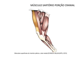 MÚSCULO SARTÓRIO PORÇÃO CRANIAL




Músculos superficiais do membro pélvico, vista medial (EVANS & deLAHUNTA, 2010)
 