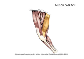 MÚSCULO GRÁCIL




Músculos superficiais do membro pélvico, vista medial (EVANS & deLAHUNTA, 2010)
 