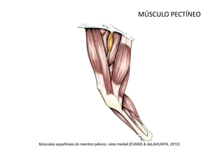 MÚSCULO PECTÍNEO




Músculos superficiais do membro pélvico, vista medial (EVANS & deLAHUNTA, 2010)
 