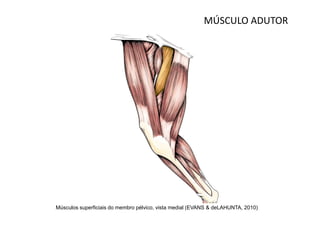 MÚSCULO ADUTOR




Músculos superficiais do membro pélvico, vista medial (EVANS & deLAHUNTA, 2010)
 