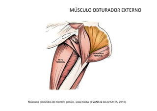 MÚSCULO OBTURADOR EXTERNO




                                                  QUADRADO
                                                   FEMORAL

                       RETO
                     FEMORAL




Músculos profundos do membro pélvico, vista medial (EVANS & deLAHUNTA, 2010)
 