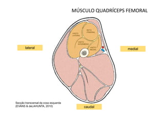 MÚSCULO QUADRÍCEPS FEMORAL


                                                  RETO
                                                  FEMORAL
                                      VASTO
                                      LATERAL


                                          VASTO
                                          INTERMÉDIO

       lateral                                         VASTO
                                                       MEDIAL   medial




Secção transversal da coxa esquerda
(EVANS & deLAHUNTA, 2010)                       caudal
 