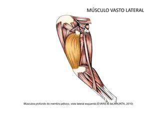 MÚSCULO VASTO LATERAL




Músculos profundo do membro pélvico, vista lateral esquerda (EVANS & deLAHUNTA, 2010)
 