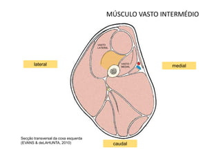 MÚSCULO VASTO INTERMÉDIO



                                      VASTO
                                      LATERAL




       lateral                                     VASTO
                                                   MEDIAL   medial




Secção transversal da coxa esquerda
(EVANS & deLAHUNTA, 2010)                       caudal
 