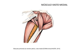 MÚSCULO VASTO MEDIAL




Músculos profundos do membro pélvico, vista medial (EVANS & deLAHUNTA, 2010)
 