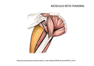 MÚSCULO RETO FEMORAL




Músculos profundos do membro pélvico, vista medial (EVANS & deLAHUNTA, 2010)
 