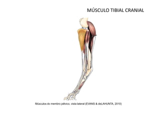 MÚSCULO TIBIAL CRANIAL




Músculos do membro pélvico, vista lateral (EVANS & deLAHUNTA, 2010)
 