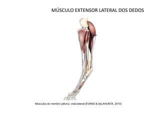 MÚSCULO EXTENSOR LATERAL DOS DEDOS




Músculos do membro pélvico, vista lateral (EVANS & deLAHUNTA, 2010)
 