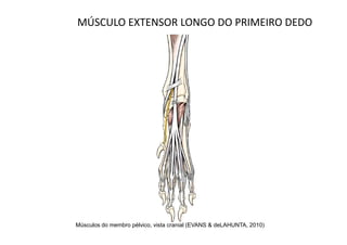 MÚSCULO EXTENSOR LONGO DO PRIMEIRO DEDO




Músculos do membro pélvico, vista cranial (EVANS & deLAHUNTA, 2010)
 