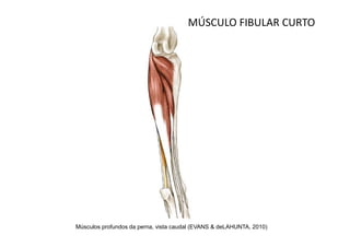 MÚSCULO FIBULAR CURTO




Músculos profundos da perna, vista caudal (EVANS & deLAHUNTA, 2010)
 