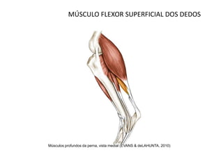 MÚSCULO FLEXOR SUPERFICIAL DOS DEDOS




Músculos profundos da perna, vista medial (EVANS & deLAHUNTA, 2010)
 