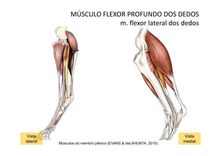 MÚSCULO FLEXOR PROFUNDO DOS DEDOS
                             m. flexor lateral dos dedos




 Vista                                                           Vista
lateral   Músculos do membro pélvico (EVANS & deLAHUNTA, 2010)   medial
 