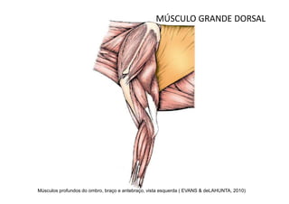 MÚSCULO GRANDE DORSAL




Músculos profundos do ombro, braço e antebraço, vista esquerda ( EVANS & deLAHUNTA, 2010)
 