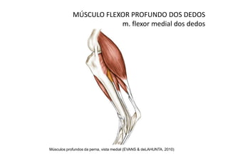 MÚSCULO FLEXOR PROFUNDO DOS DEDOS
                        m. flexor medial dos dedos




Músculos profundos da perna, vista medial (EVANS & deLAHUNTA, 2010)
 