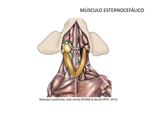 MÚSCULO ESTERNOCEFÁLICO




Músculos superficiais, vista ventral (EVANS & deLAHUNTA, 2010)
 