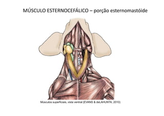 MÚSCULO ESTERNOCEFÁLICO – porção esternomastóide




      Músculos superficiais, vista ventral (EVANS & deLAHUNTA, 2010)
 