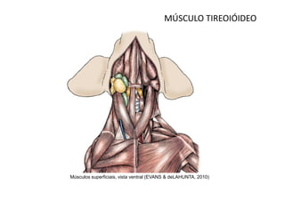 MÚSCULO TIREOIÓIDEO




Músculos superficiais, vista ventral (EVANS & deLAHUNTA, 2010)
 