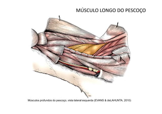 MÚSCULO LONGO DO PESCOÇO




Músculos profundos do pescoço, vista lateral esquerda (EVANS & deLAHUNTA, 2010)
 