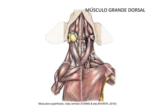 MÚSCULO GRANDE DORSAL




Músculos superficiais, vista ventral ( EVANS & deLAHUNTA, 2010)
 