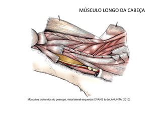 MÚSCULO LONGO DA CABEÇA




Músculos profundos do pescoço, vista lateral esquerda (EVANS & deLAHUNTA, 2010)
 