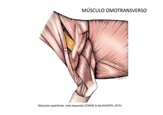 MÚSCULO OMOTRANSVERSO




Músculos superficiais, vista esquerda ( EVANS & deLAHUNTA, 2010)
 