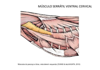 MÚSCULO SERRÁTIL VENTRAL CERVICAL




Músculos do pescoço e tórax, vista lateral esquerda ( EVANS & deLAHUNTA, 2010)
 