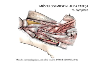 MÚSCULO SEMIESPINHAL DA CABEÇA
                                                m. complexo




Músculos profundos do pescoço, vista lateral esquerda (EVANS & deLAHUNTA, 2010)
 
