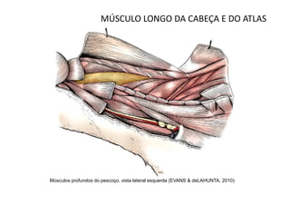MÚSCULO LONGO DA CABEÇA E DO ATLAS




Músculos profundos do pescoço, vista lateral esquerda (EVANS & deLAHUNTA, 2010)
 