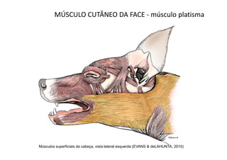 MÚSCULO CUTÂNEO DA FACE - músculo platisma




Músculos superficiais da cabeça, vista lateral esquerda (EVANS & deLAHUNTA, 2010)
 