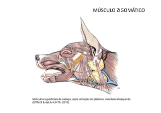 MÚSCULO ZIGOMÁTICO




Músculos superficiais da cabeça, após remoção do platisma, vista lateral esquerda
(EVANS & deLAHUNTA, 2010)
 