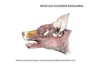 MÚSCULO ELEVADOR NASOLABIAL




Músculos superficiais da cabeça, vista lateral esquerda (EVANS & deLAHUNTA, 2010)
 